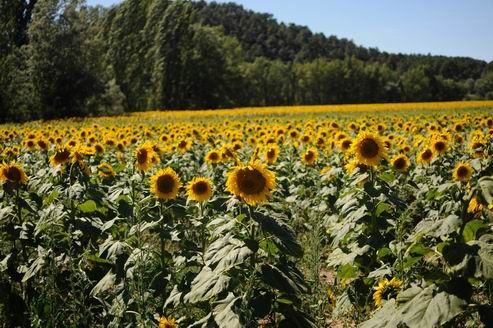 Girasoles