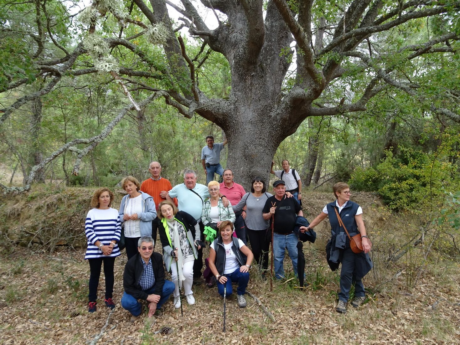 Imagen 1 de «Roble de la Riba»
